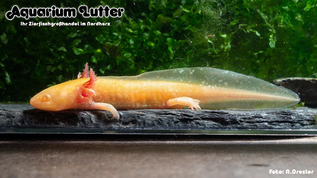 AXOLOTL - Querzahnmolch Albino Gold Pearl