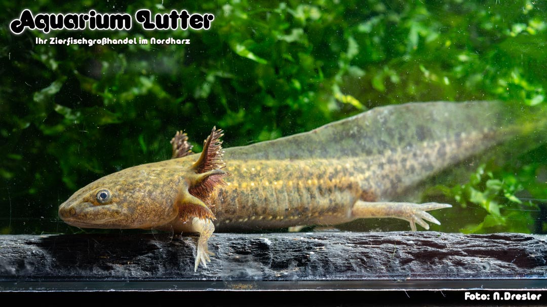 AXOLOTL - Querzahnmolch 