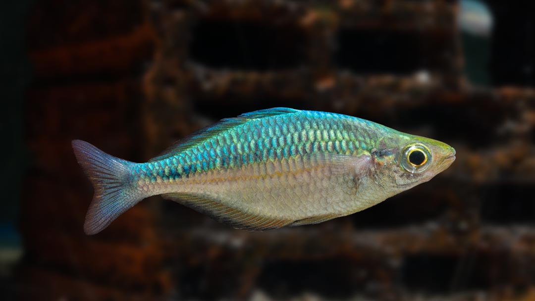 Blauer Regenbogenfisch – Melanotaenia lacustris