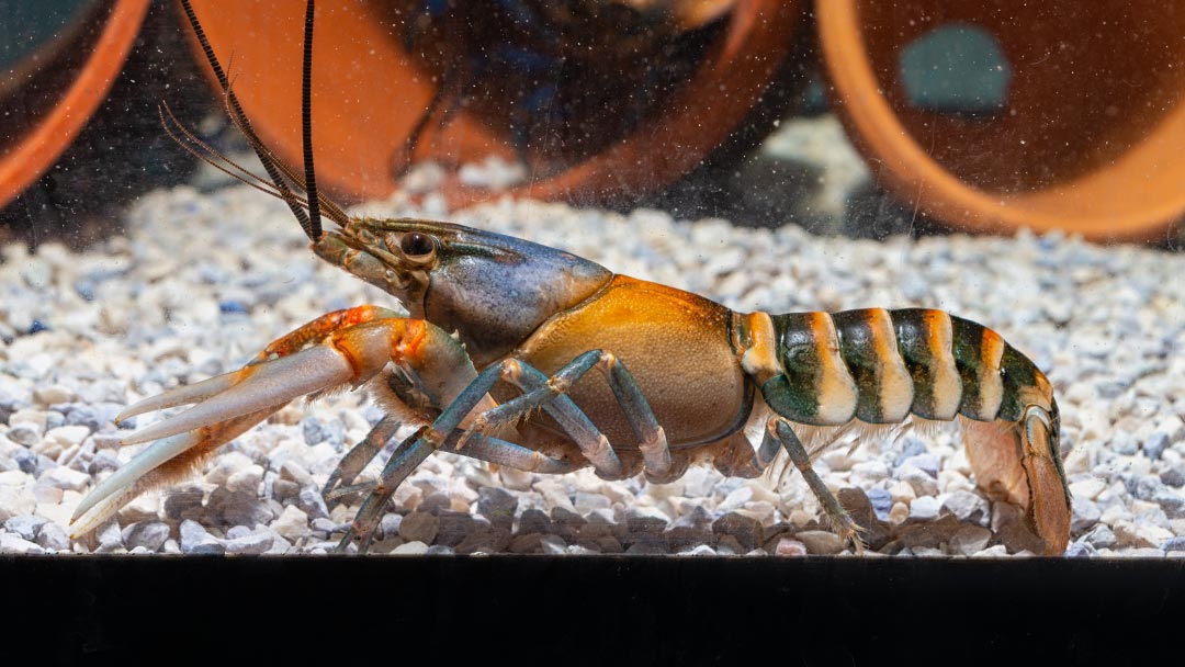 Tiger CrayTiger Flusskrebs - Cherax peknyifish Zebraflusskrebs - Cherax peknyi