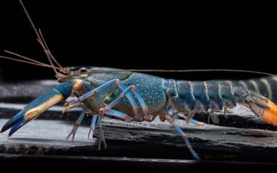 Blue Moon Flusskrebs – Cherax sp. Blue Moon