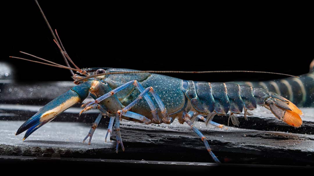 Cherax BlBlue Moon Flusskrebs - Cherax sp.ue Moon - Cherax sp.