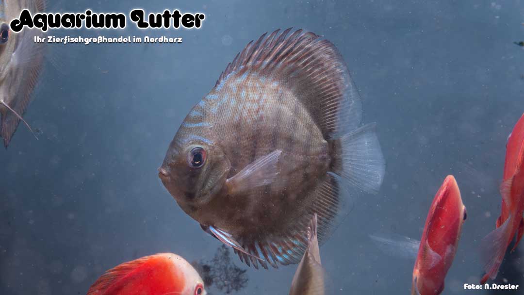Diskus Santarem - Symphysodon aequifasciatus spec. Diskus Santarem - Symphysodon aequifasciatus spec.