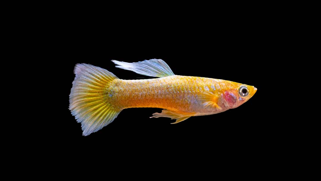 Guppy Männchen Full Solid Gold - Poecilia reticulata