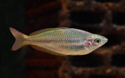 Juwelen Regenbogenfisch – Melanotaenia trifasciata