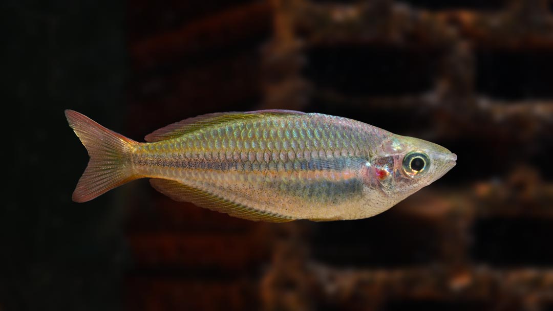 Juwelen Regenbogenfisch - Melanotaenia trifasciata