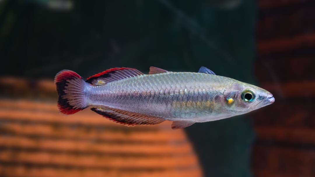 Rotschwanz Ährenfisch - Bedotia geayi