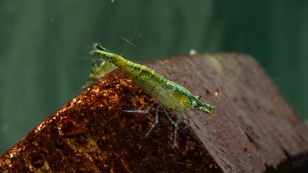 Grüne Zwerggarnele - Caridina babaulti green