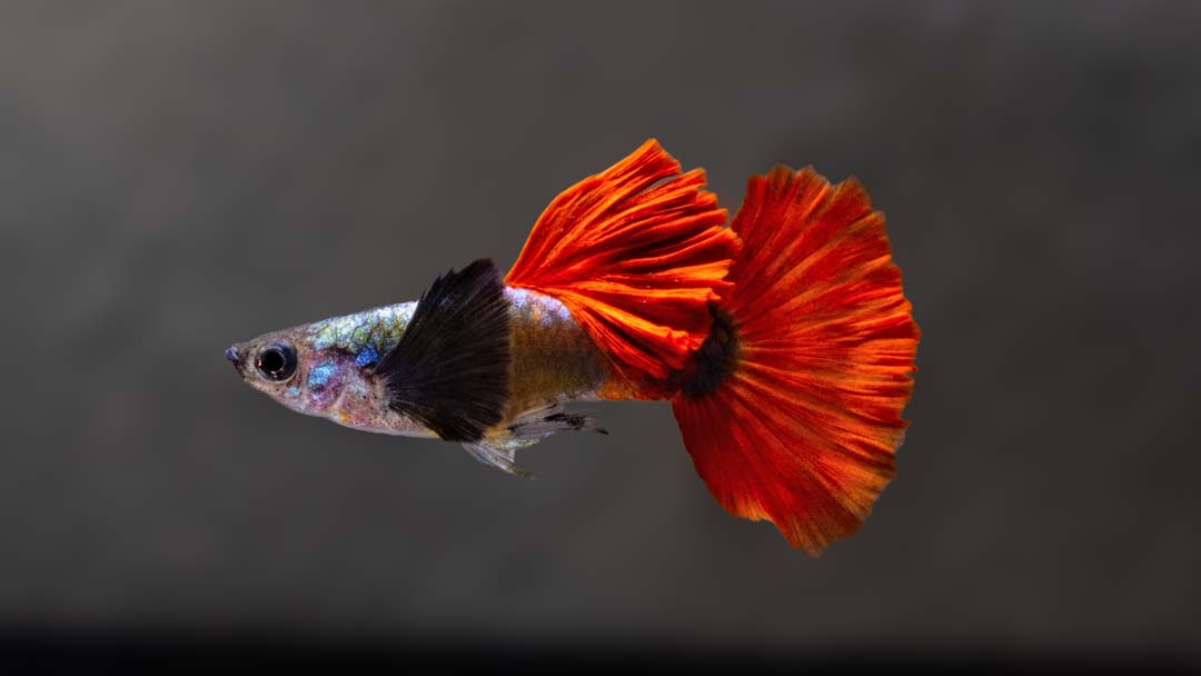 Guppy Männchen Dumbo Platinum Rot Saphir - Poecilia reticulata