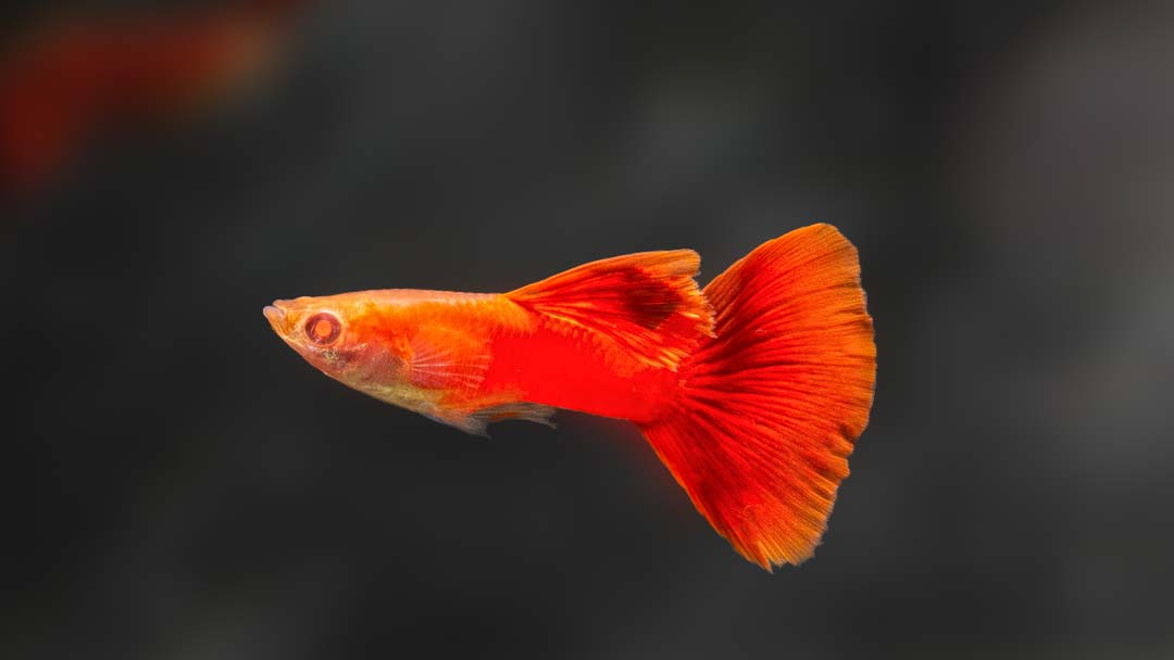 Guppy Männchen Full Red Dorsal - Poecilia reticulata