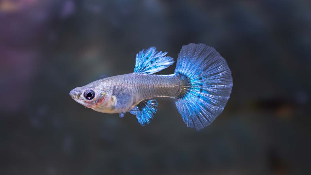 Guppy Weibchen Dumbo Platinum Rot Saphir - Poecilia reticulata