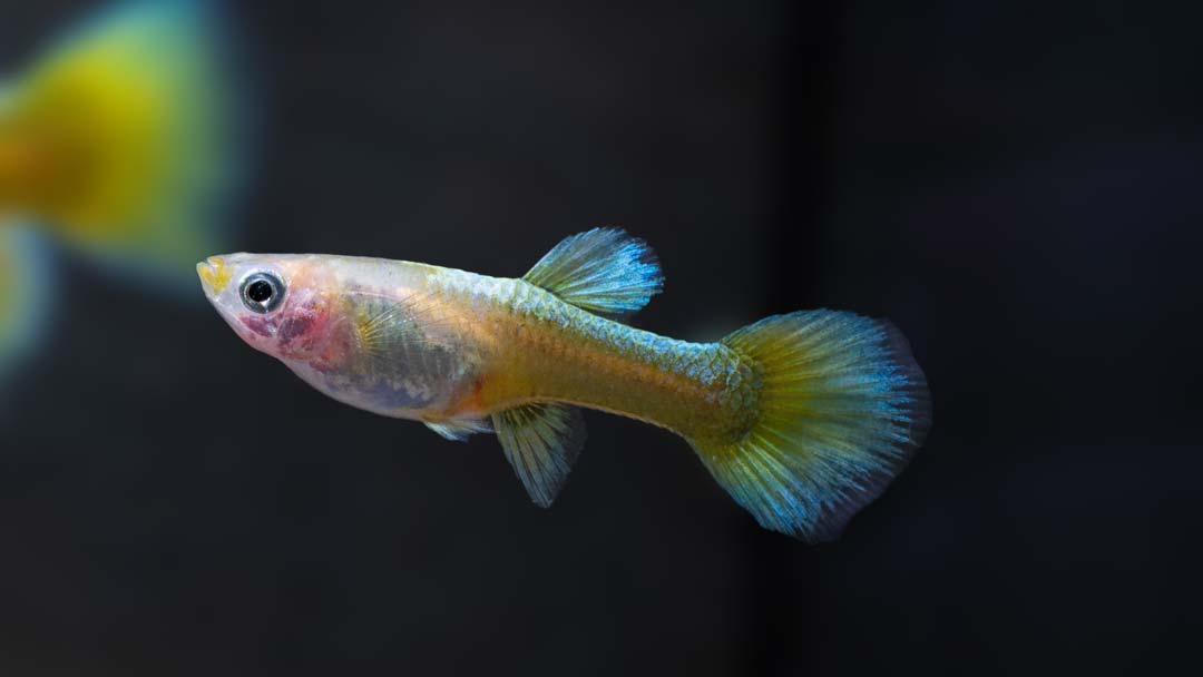 Guppy Weibchen Full Solid Gold - Poecilia reticulata