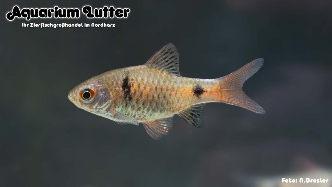 Rotflossige Ceylonbarbe - Pethia reval Rotflossige Ceylonbarbe - Pethia reval