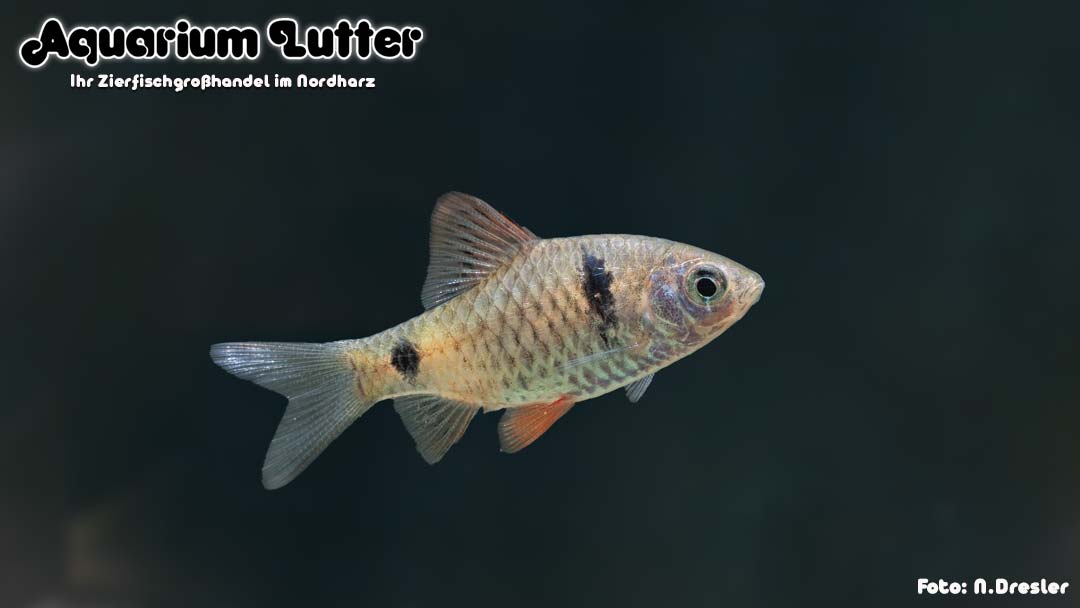 Rotflossige Ceylonbarbe - Pethia reval Rotflossige Ceylonbarbe - Pethia reval