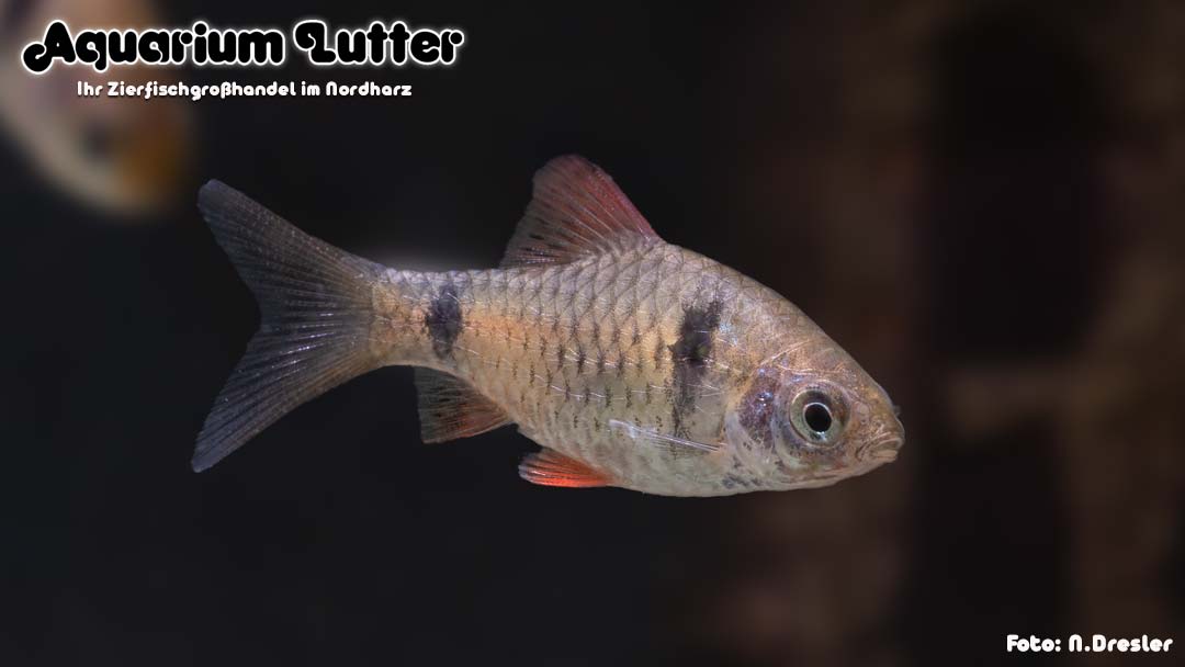 Rotflossige Ceylonbarbe - Pethia reval Rotflossige Ceylonbarbe - Pethia reval
