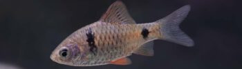 Rotflossige Ceylonbarbe - Pethia reval
