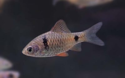 Rotflossige Ceylonbarbe – Pethia reval