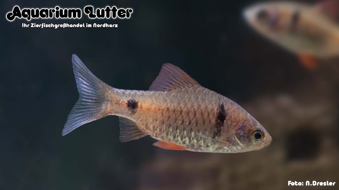 Rotflossige Ceylonbarbe - Pethia reval Rotflossige Ceylonbarbe - Pethia reval