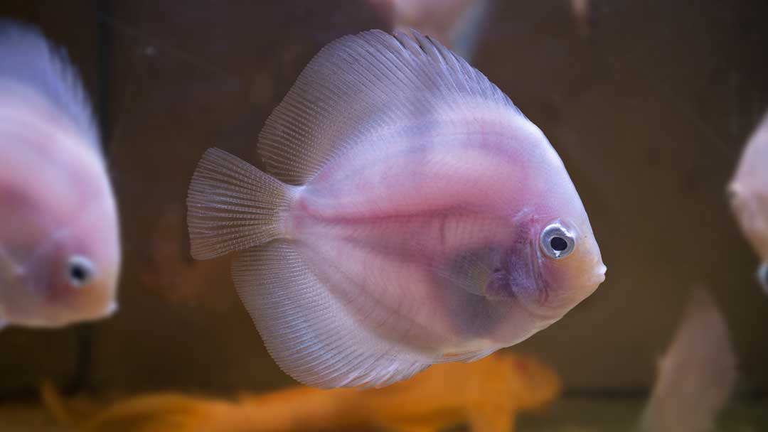Diskus Pigeon White Glass - Symphysodon aequifasciatus