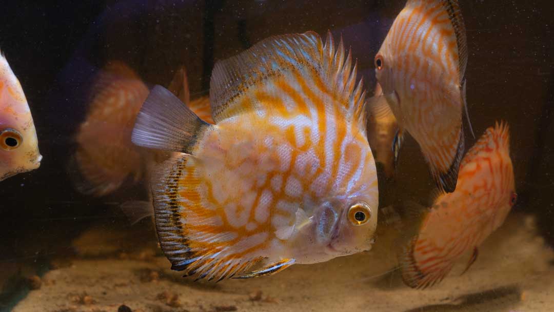 Diskus Pigeon Yellow - Symphysodon aequifasciatus spec