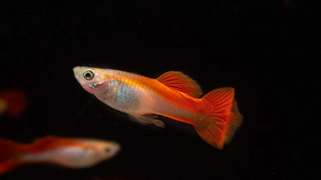 Guppy Männchen Laser Red - Poecilia reticulata